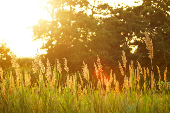Summer Scents
