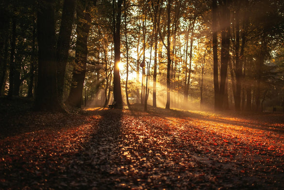 Autumn Scents