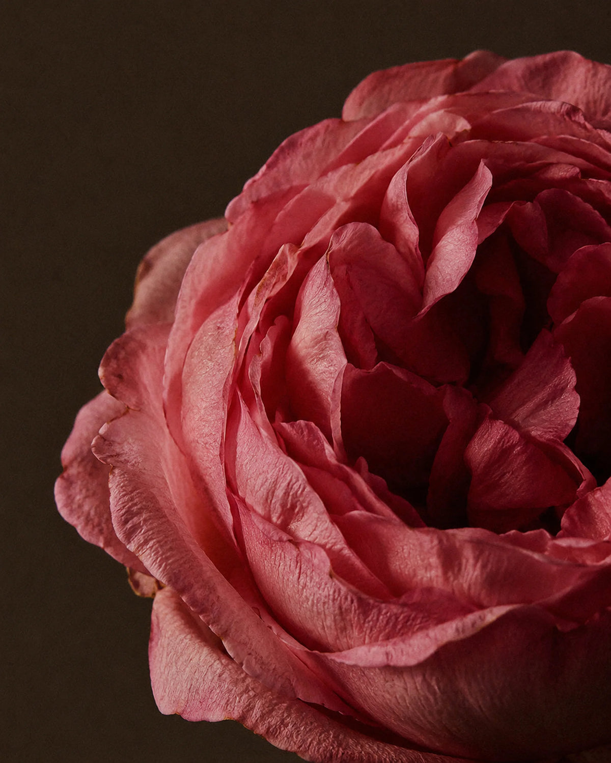 Damask Rose