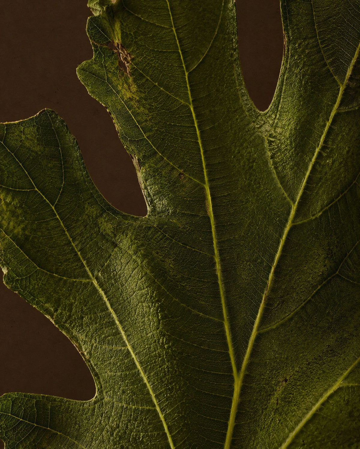 Fig Leaf