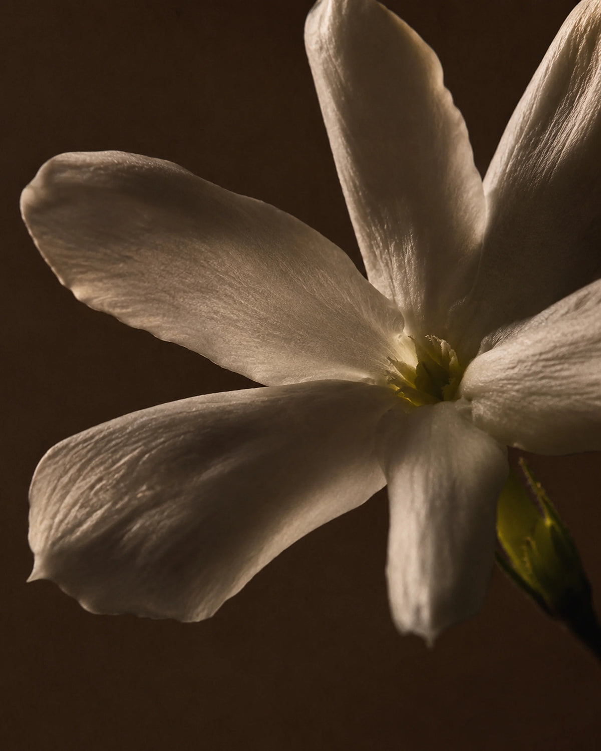 Jasmine