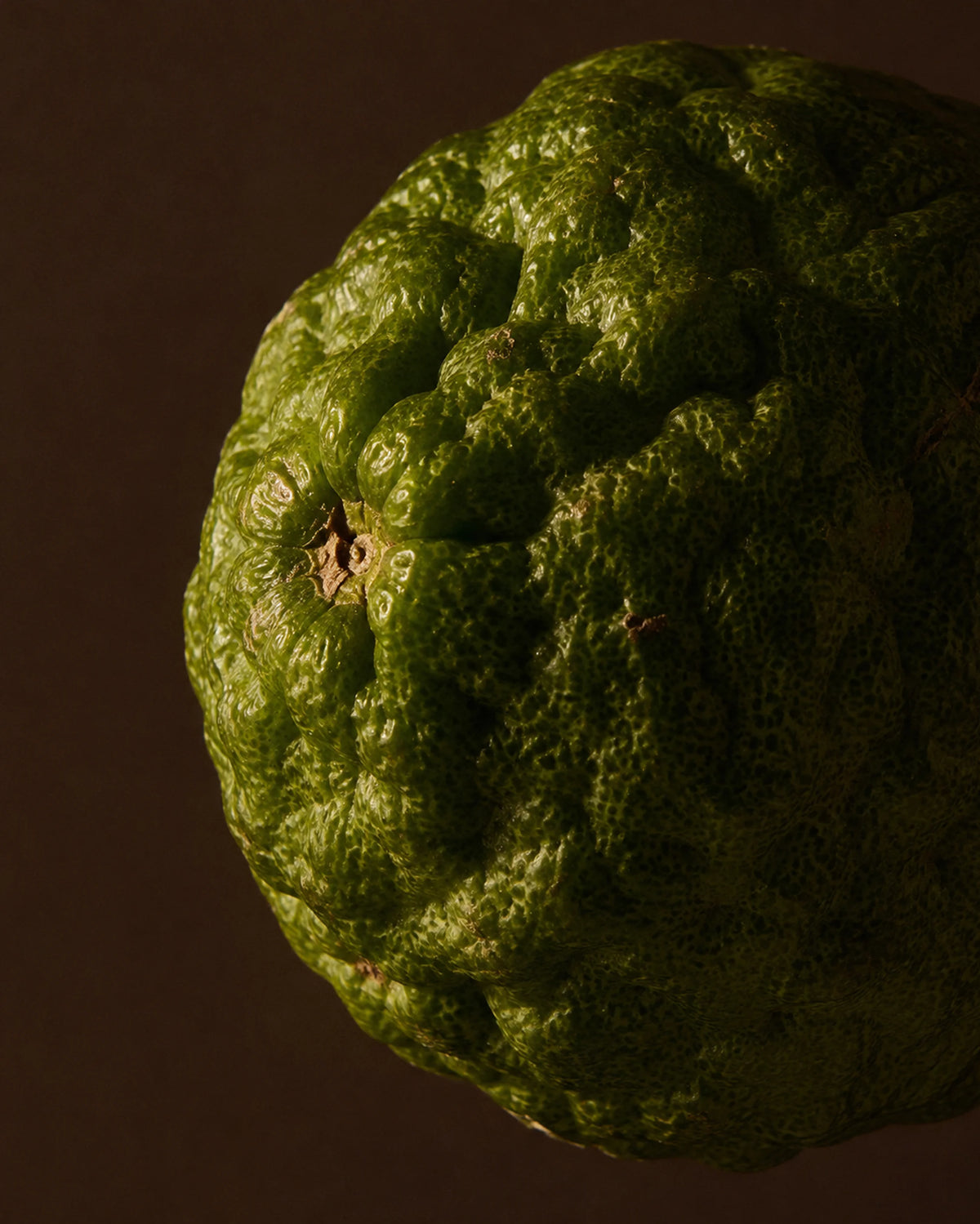 Kaffir Lime