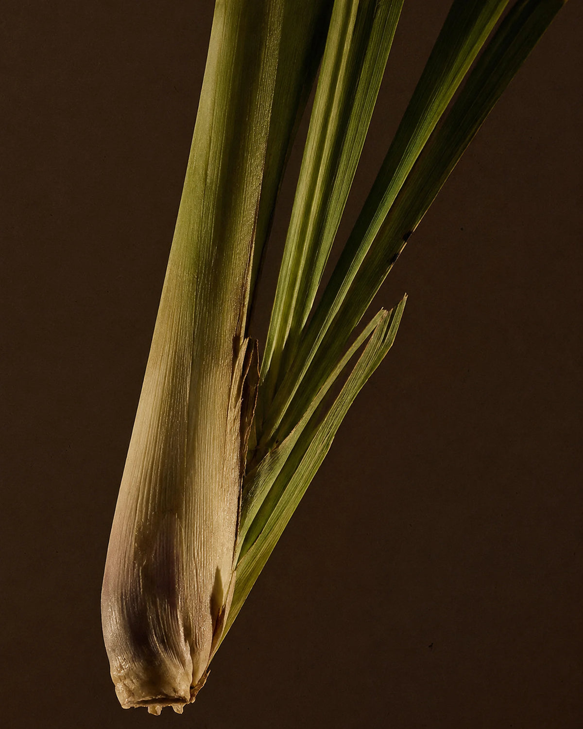 Lemongrass