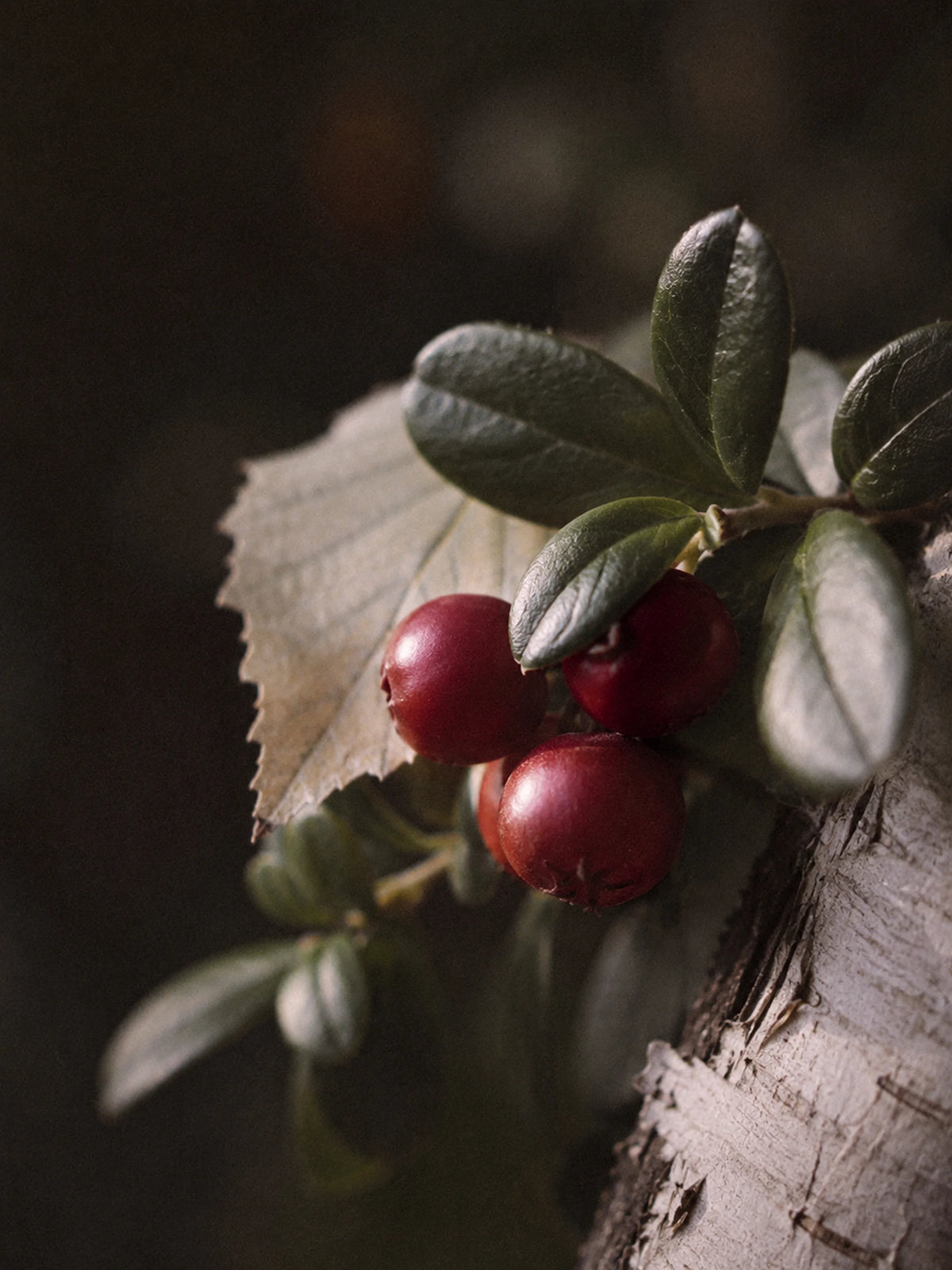 Lingonberry 250g Scented Soy Candle