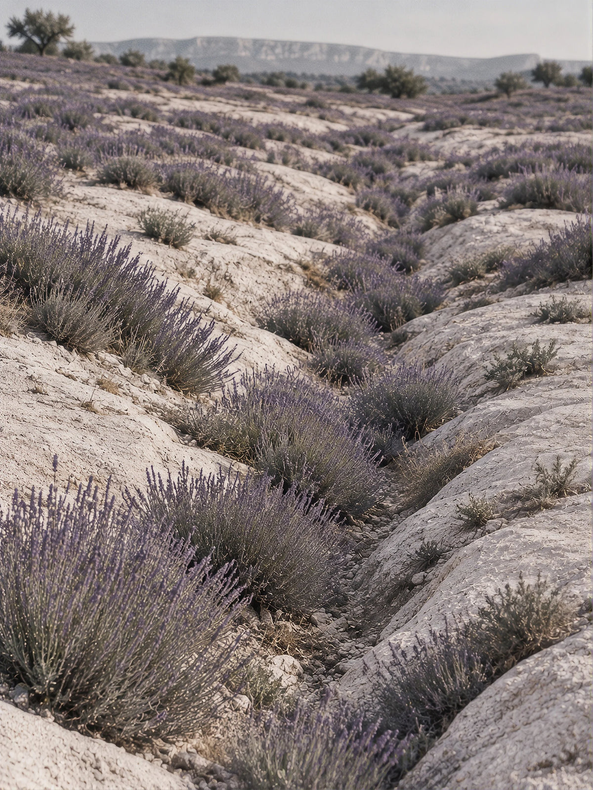 Purple Fields