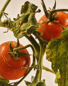 Tomato Leaves 250g Scented Soy Candle