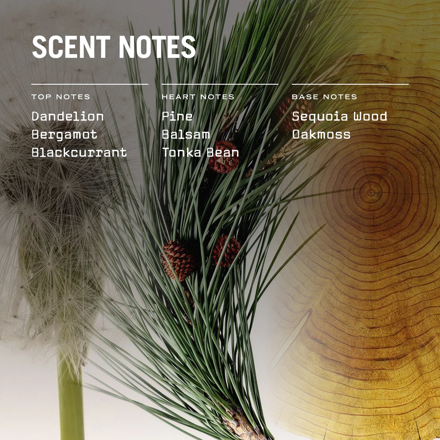 Sequoia Scented Candle