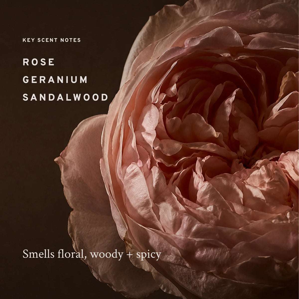Medina Rose — Scent Notes